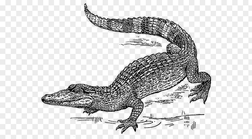 Aquatic Animal Alligator Nile Crocodile Crocodiles Clip Art PNG