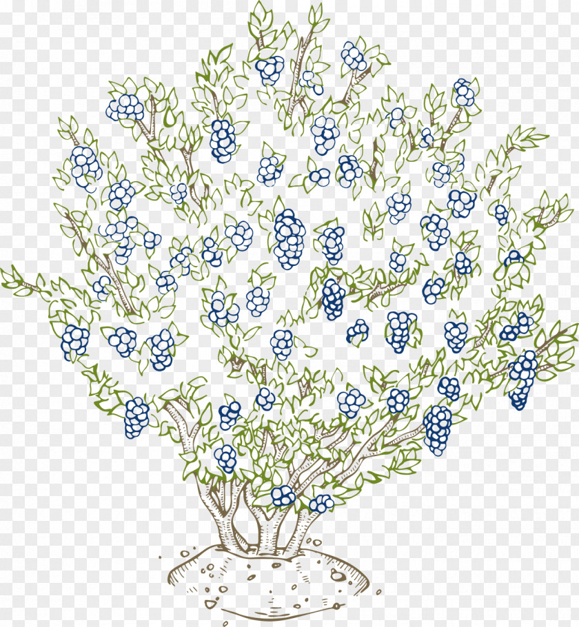 Blueberry Plant Vaccinium Corymbosum Shrub Bilberry PNG