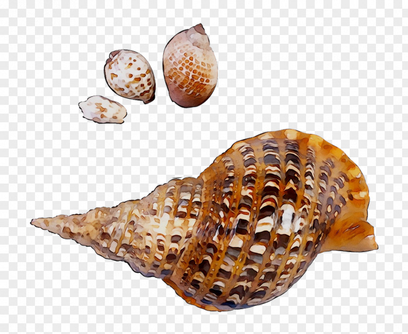 Cockle Seashell Conchology Snail PNG