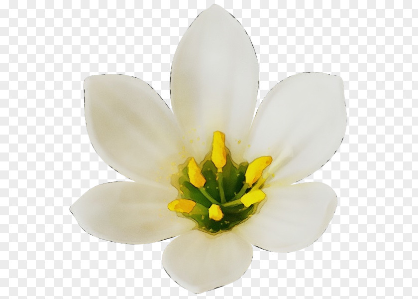 Ixia Tulip Flowering Plant White Flower Petal PNG