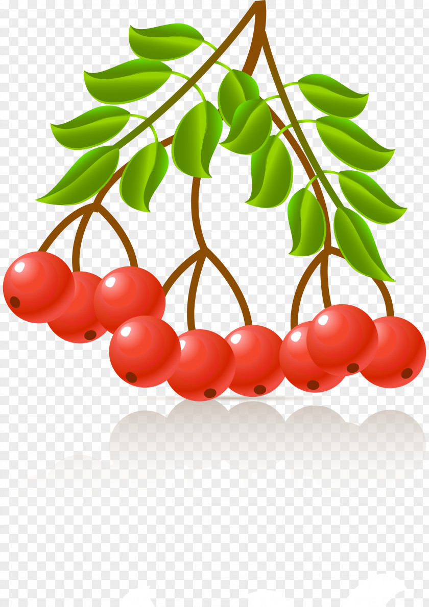 Plant Lingonberry Medicinal Plants Sorbus Aucuparia Clip Art PNG
