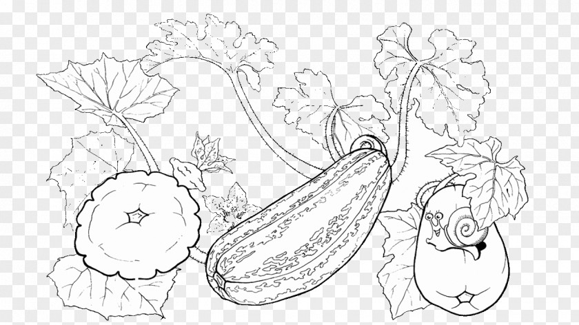 Realistic Almond Drawing Zucchini Pattypan Squash Coloring Book Vegetable PNG
