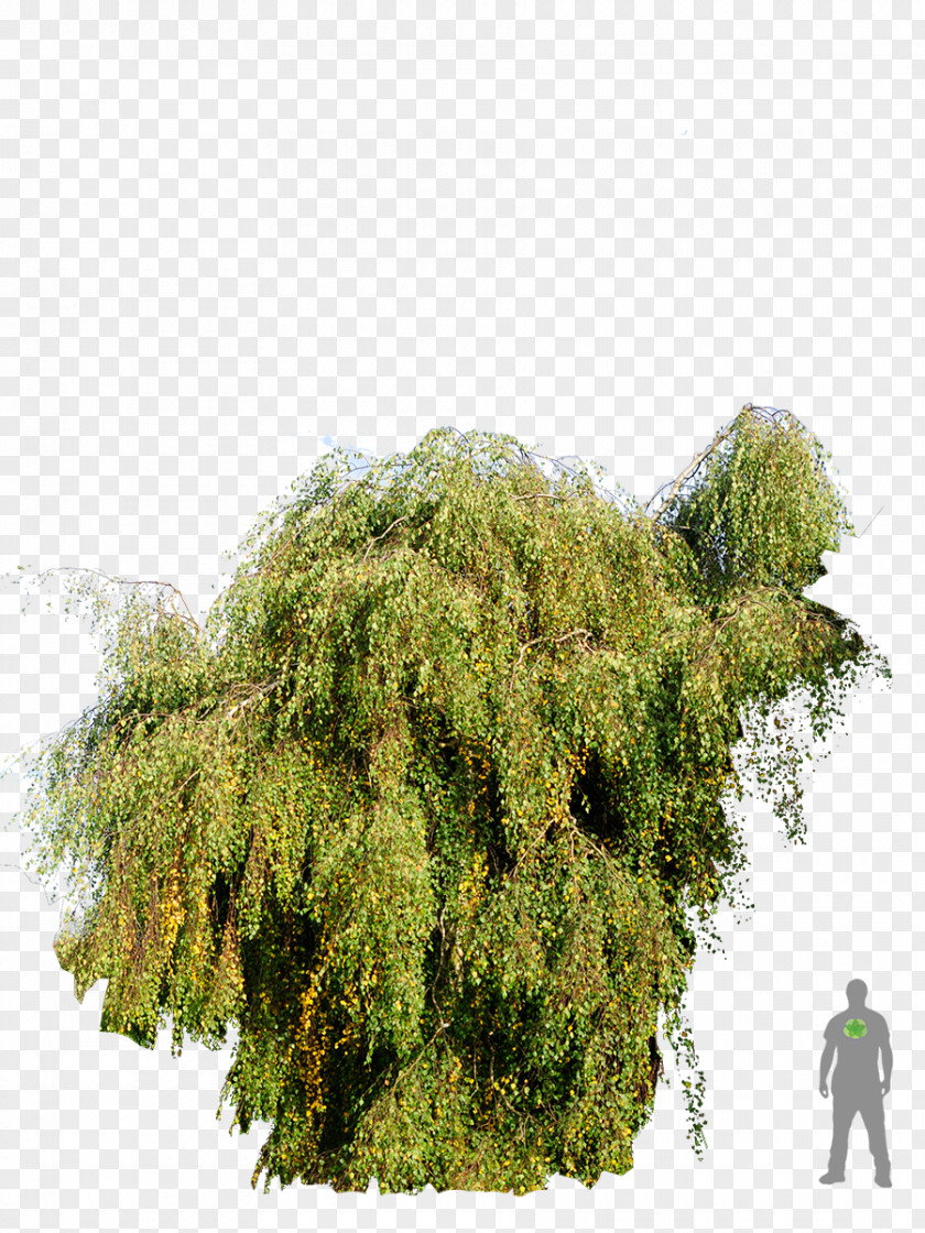 Tree Shrubland Biome Evergreen PNG
