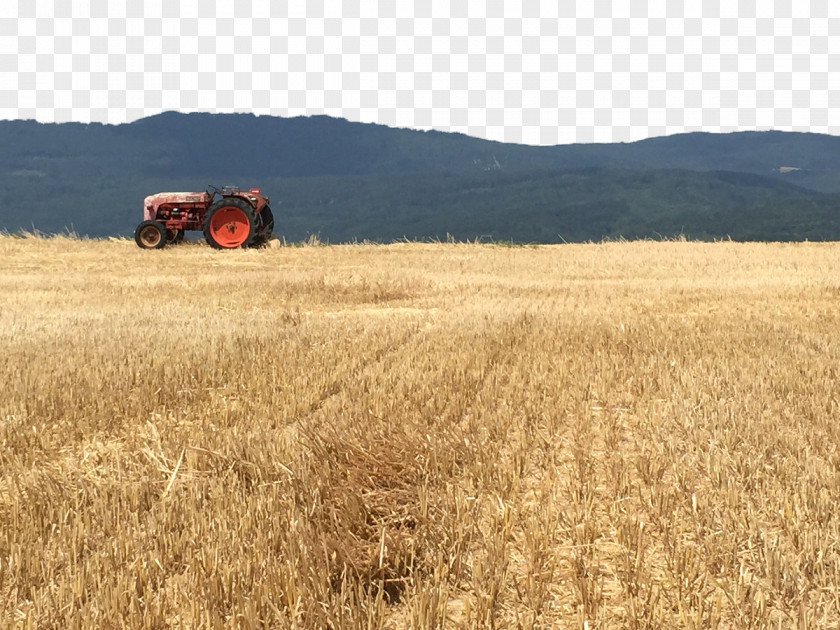 Wheat Field Harvest Grassland Crop PNG