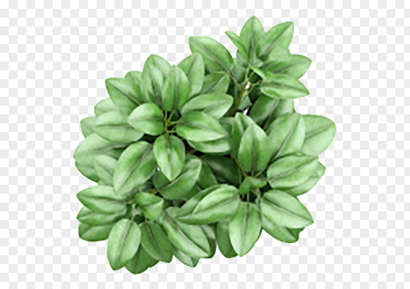 Plant Houseplant Flowerpot Ceramic PNG