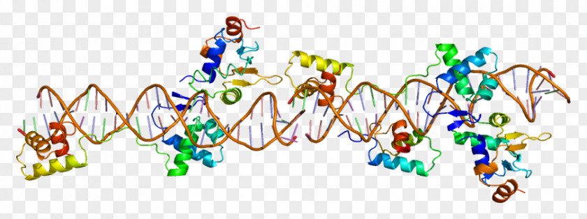 Transcription Factor Pax Genes PAX8 PAX2 PAX5 PNG