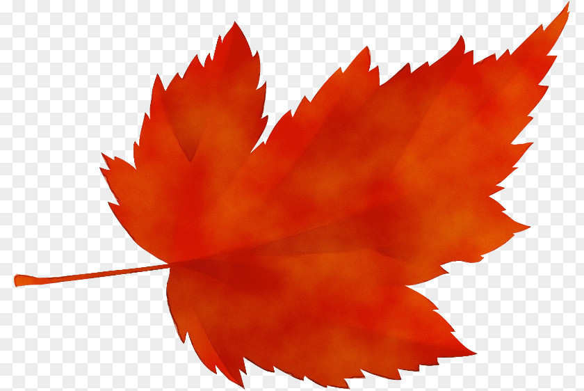 Black Maple Deciduous Leaf PNG