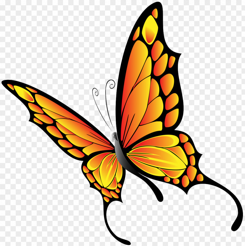 Butterfly Vector Graphics Clip Art Illustration PNG