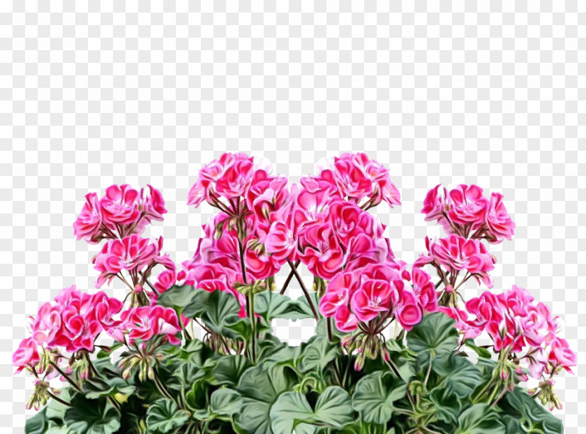Flower Plant Pink Petal Magenta PNG