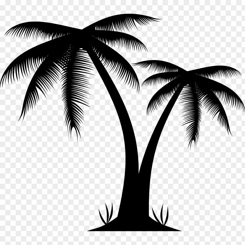 Palm Beach Arecaceae Tree Clip Art PNG