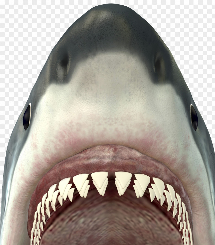 Big White Shark Mouth English Grammar Regular And Irregular Verbs Part Of Speech PNG