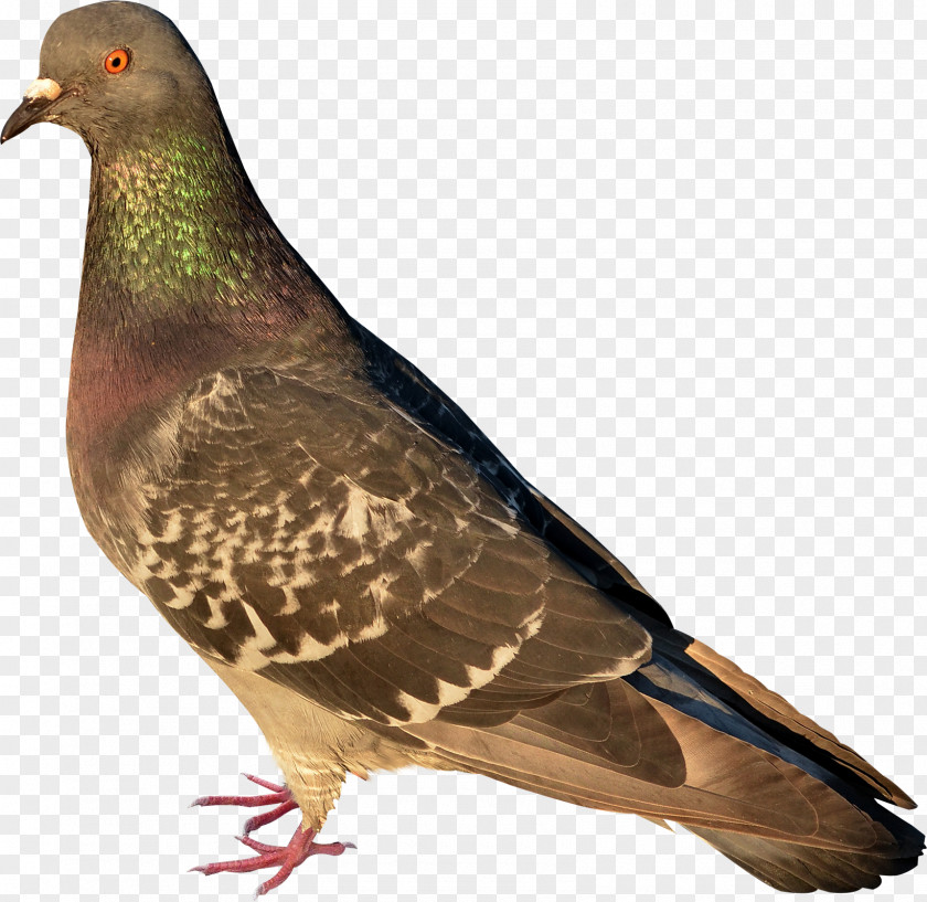 Bird Stock Dove African Collared Perdix Partridge PNG