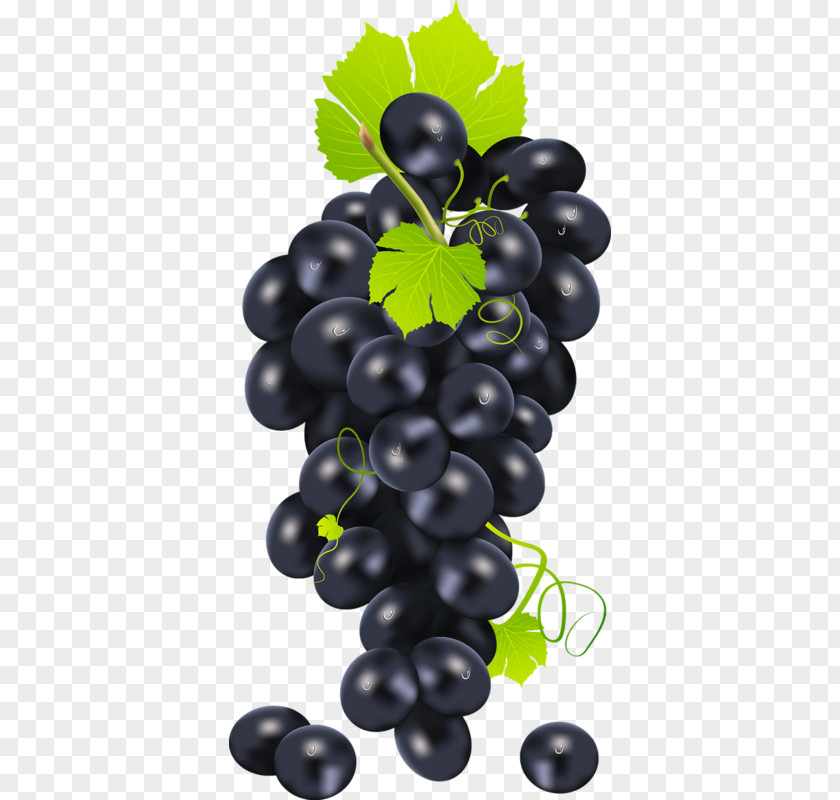 Bunch Of Purple Grapes Common Grape Vine Clip Art PNG