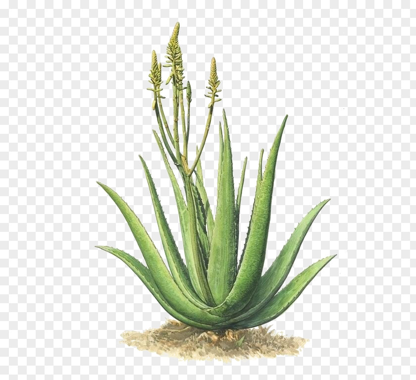 Hand-painted Aloe Vera Plant Agave Azul PNG