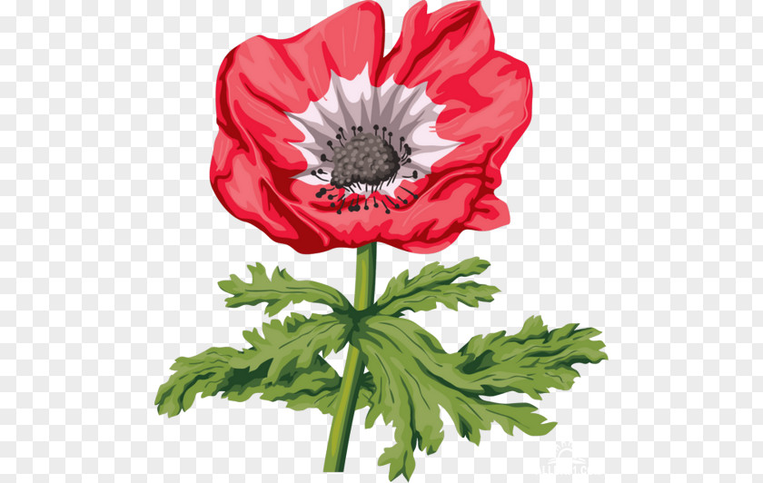 Poppy Drawing Flower Painting PNG
