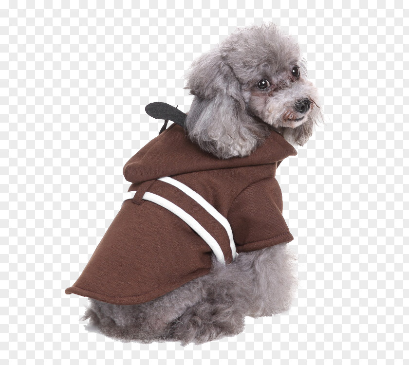 Puppy Miniature Poodle Standard Clothing Dog Breed PNG