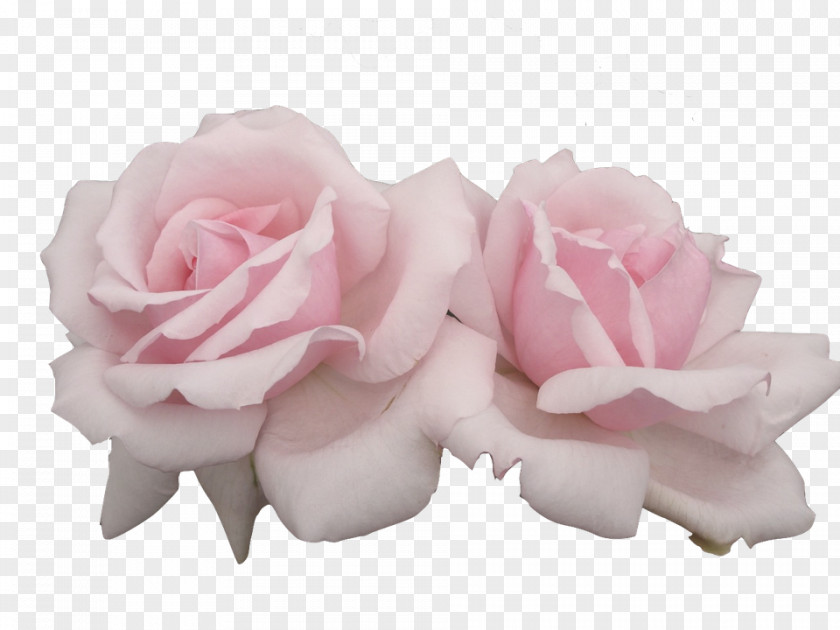 Rose Flower Pastel PNG