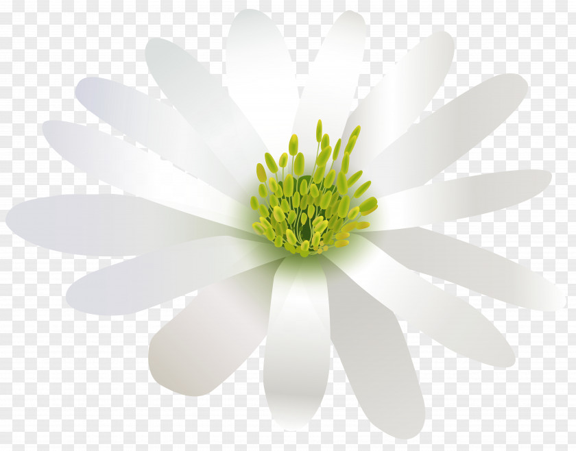 White Flower Green Three-dimensional Space PNG