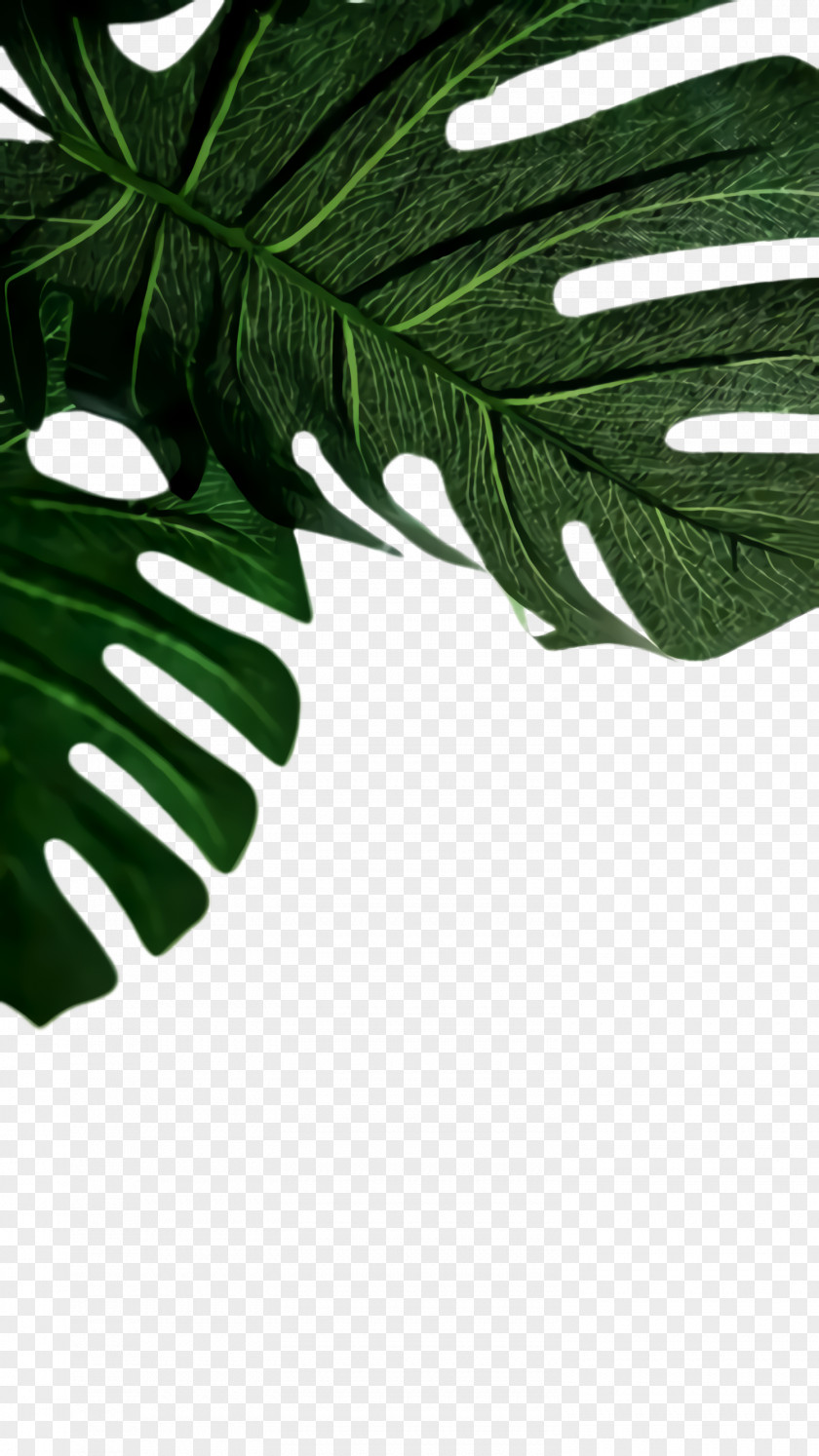 Arum Family Flower Tree Background PNG