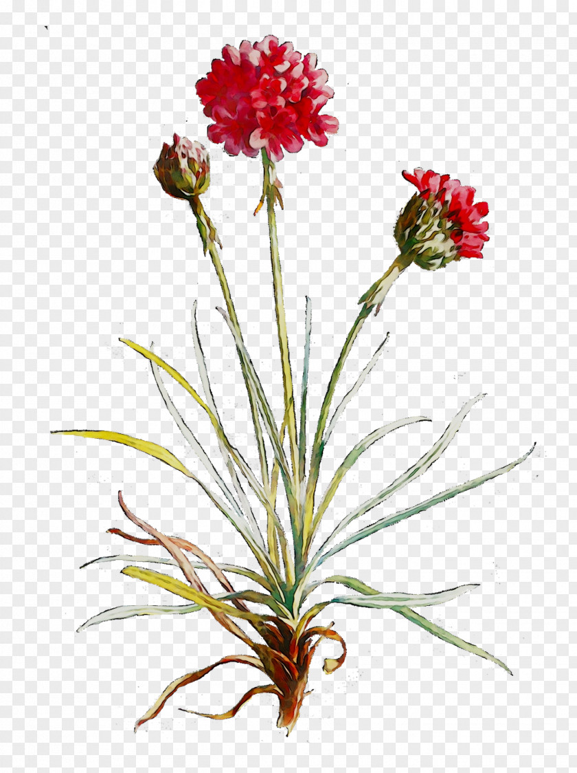 Carnation Floral Design Cut Flowers Plant Stem PNG