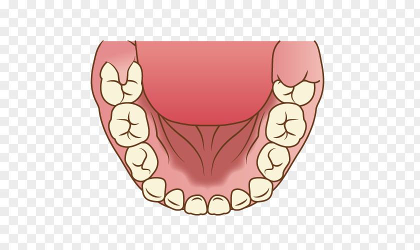 Design Tooth Molar 歯科 PNG