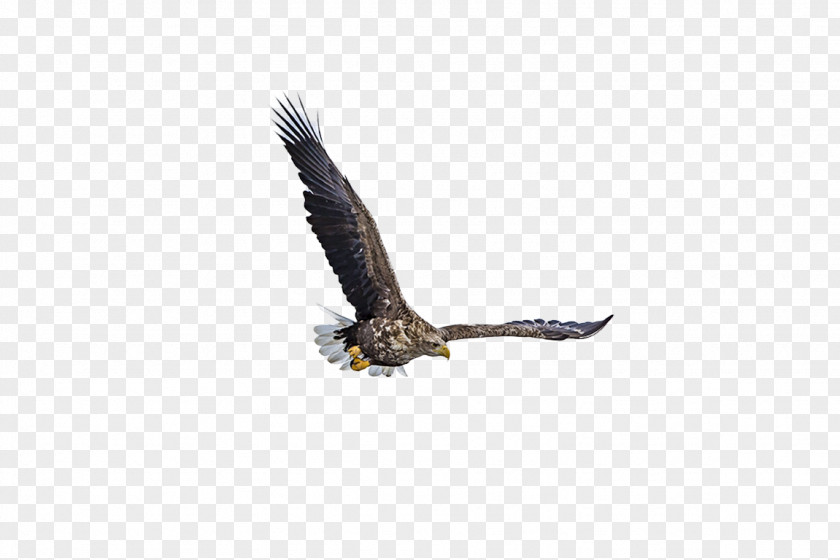 Eagle Bald Fauna Beak Wildlife PNG