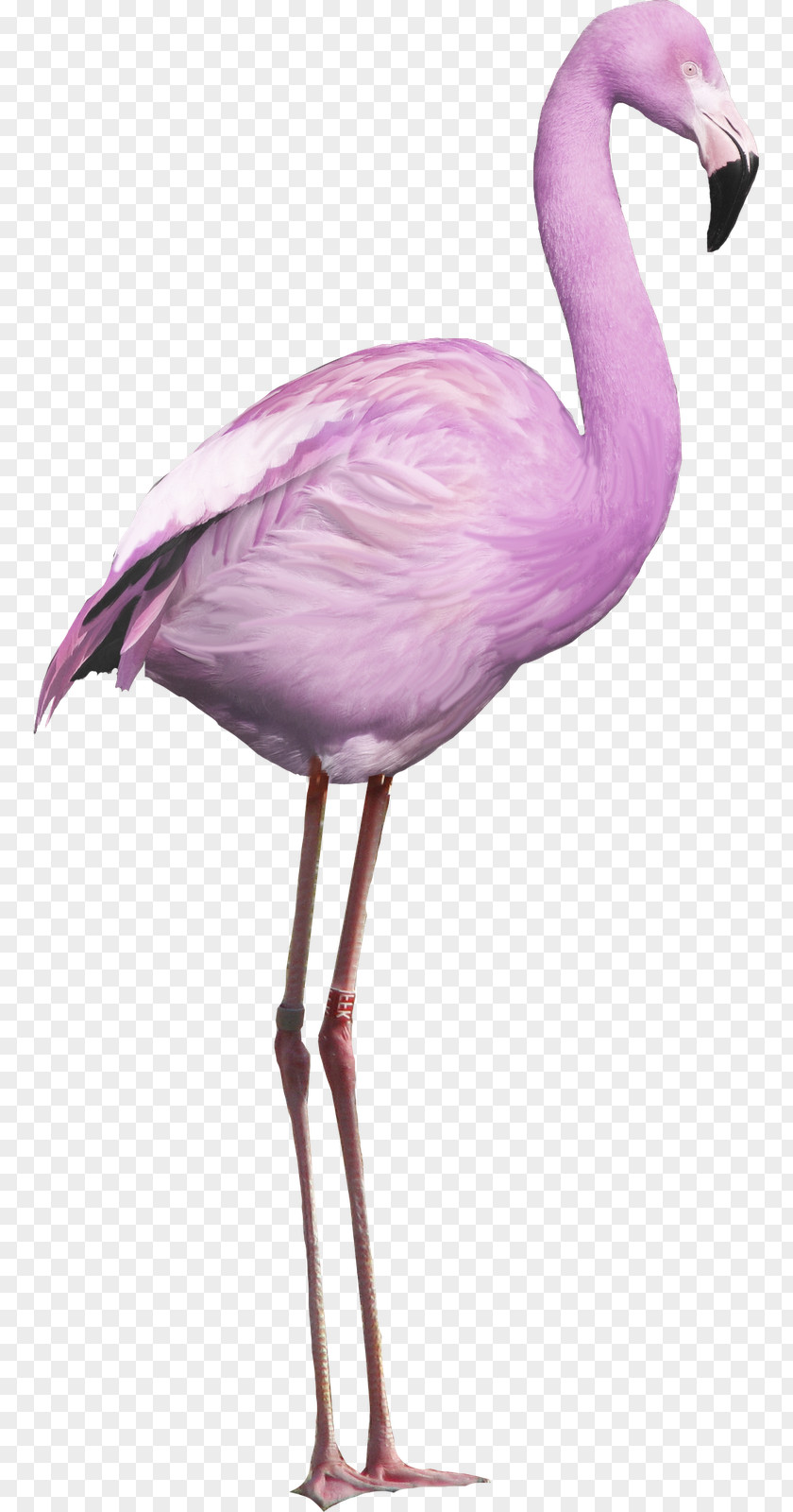 Flamingo Bird PNG