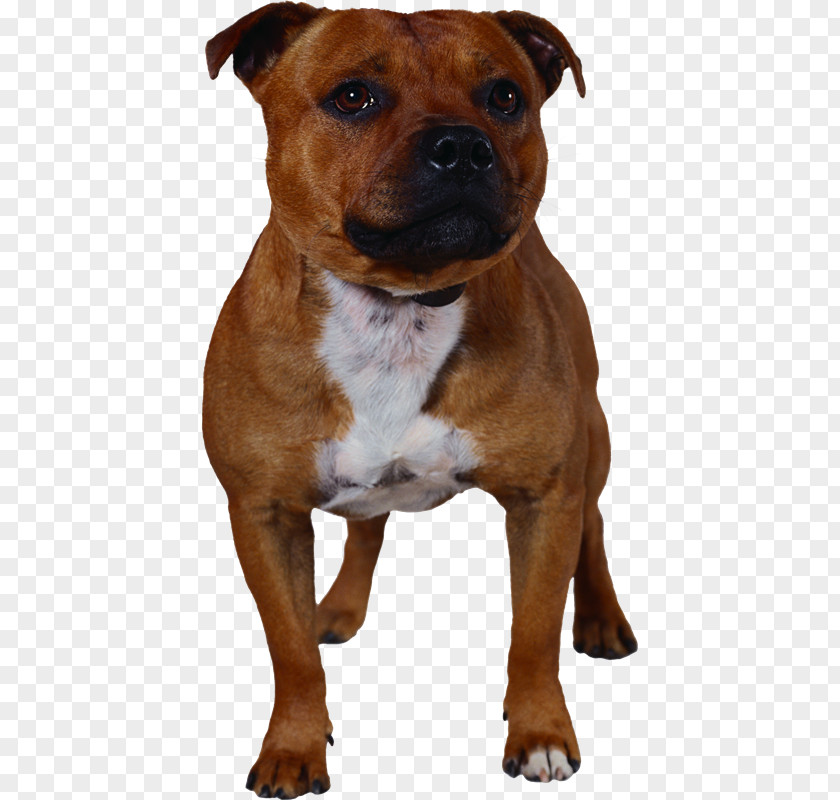 MASCOTAS Dog Breed Staffordshire Bull Terrier American Dorset Olde Tyme Bulldogge English PNG