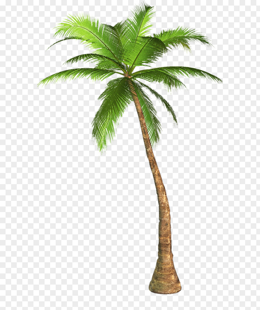 Palm Tree Transparent Background Image Arecaceae Clip Art PNG
