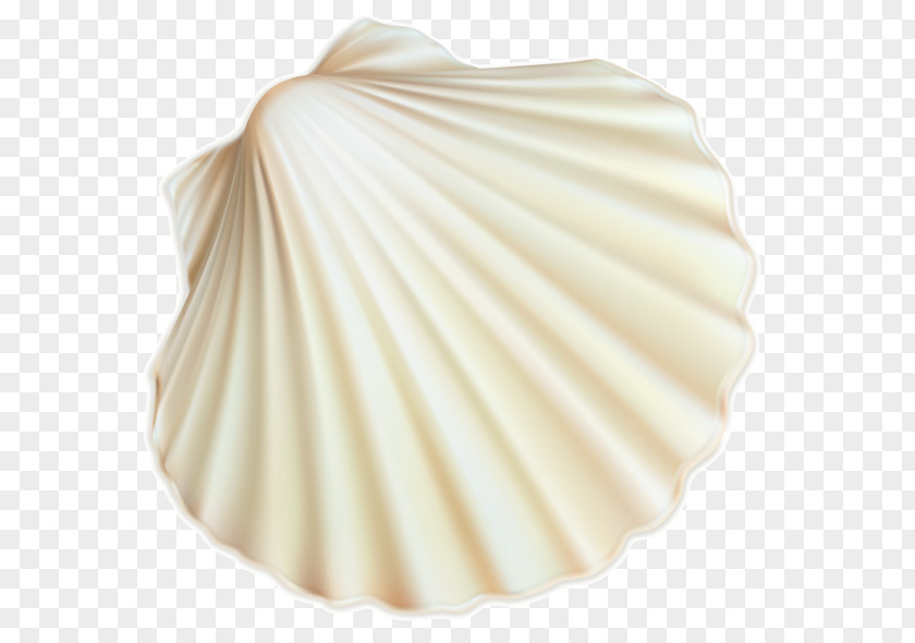 Seashell Clip Art Image White PNG