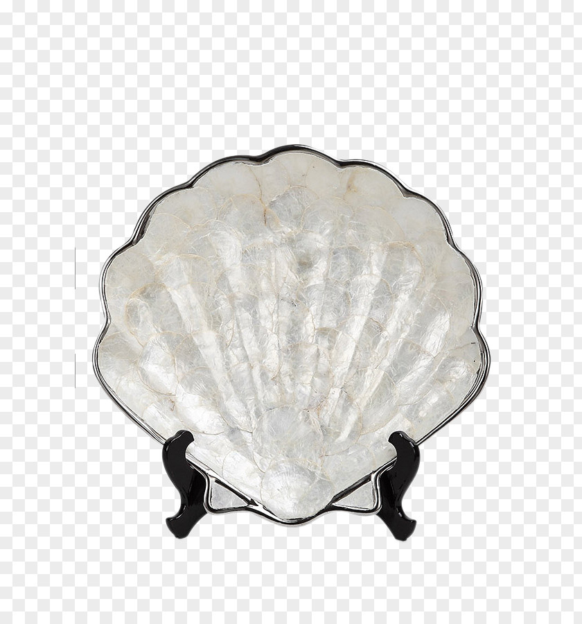 Shell Ornaments Seashell Conch Entryway PNG
