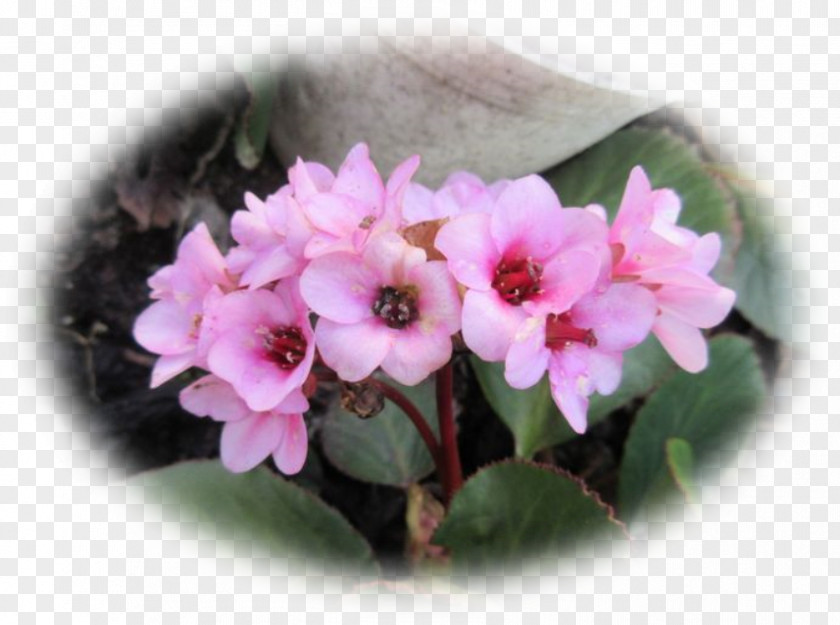 Bono Primrose Pink M Flowerpot Shrub Annual Plant PNG