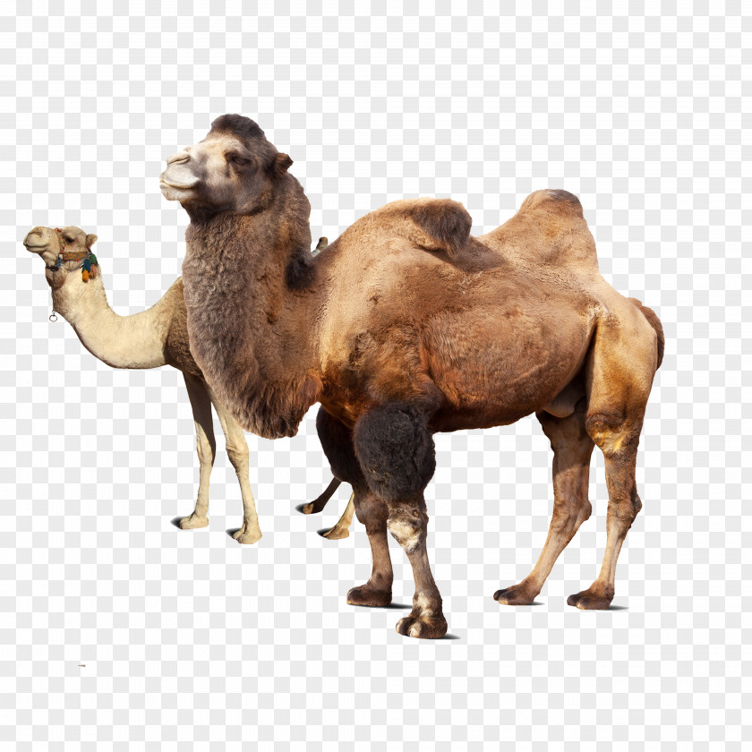 Camels Dromedary Bactrian Camel Takin Markhor PNG
