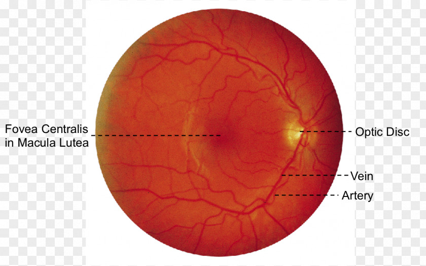 Eye Sphere Organism PNG