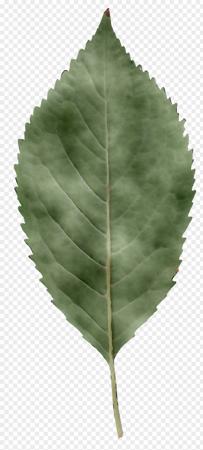 Leaf Plants Image Plant Stem Rendering PNG