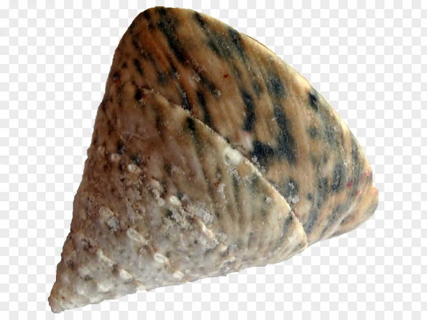 Seashell Conchology Gastropods Malacology Snail PNG
