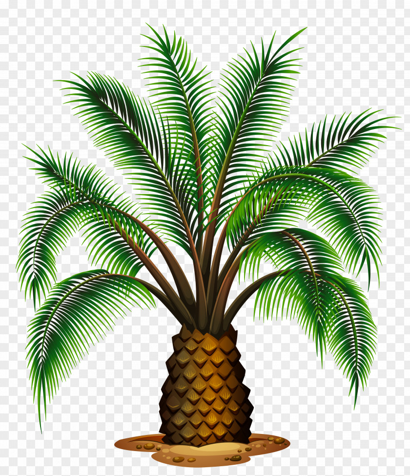 Small Palm Tree Transparent Picture Wine Washingtonia Filifera Robusta Trees PNG