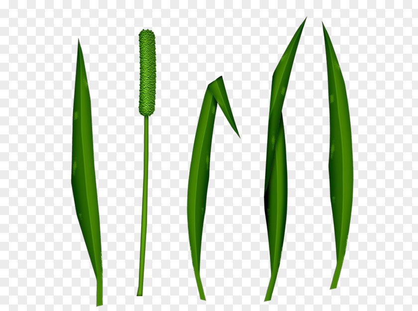 Star Background Leaf Commodity Grasses Plant Stem PNG