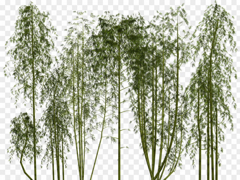Bamboo Tropical Woody Bamboos Plant Clip Art PNG