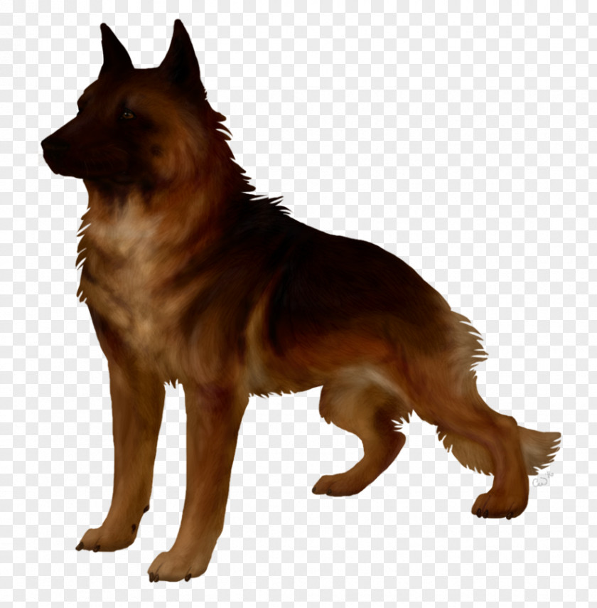 Stepdad Old German Shepherd Dog Tervuren King Belgian Kunming Wolfdog PNG