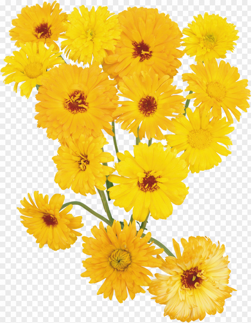 Sunflower Cut Flowers Transvaal Daisy Tulip Petal PNG