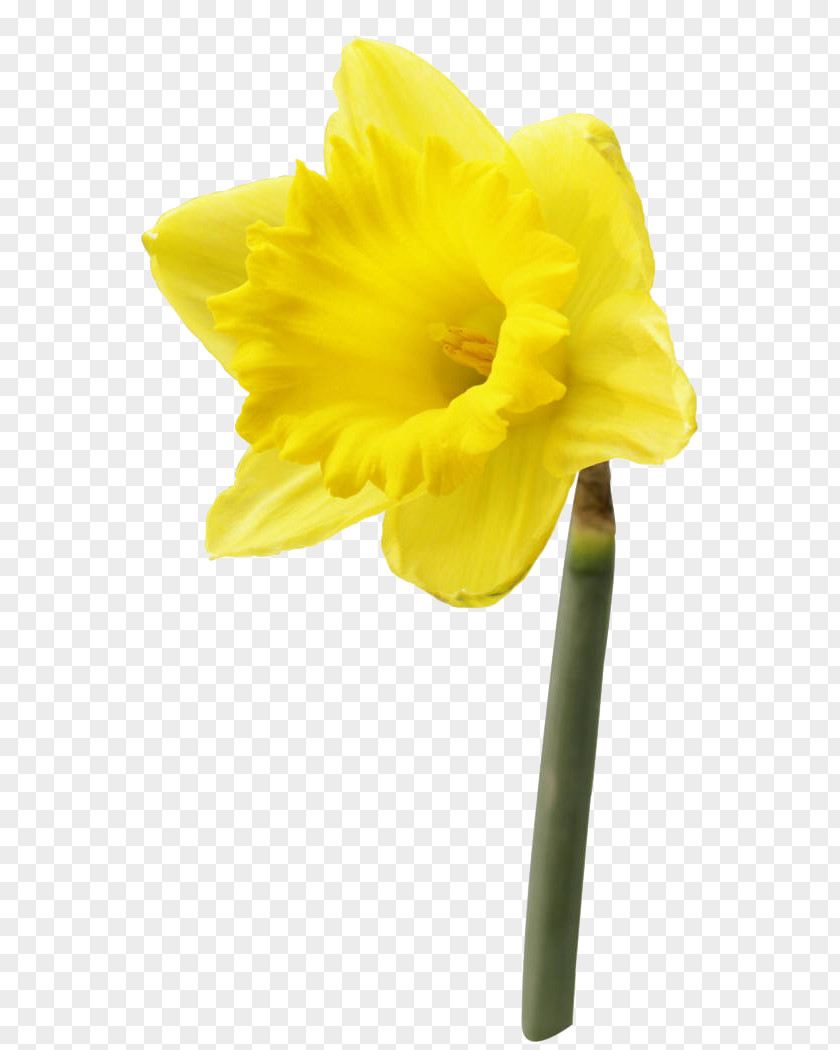 Symbol Daffodil Saint David's Day Clip Art PNG