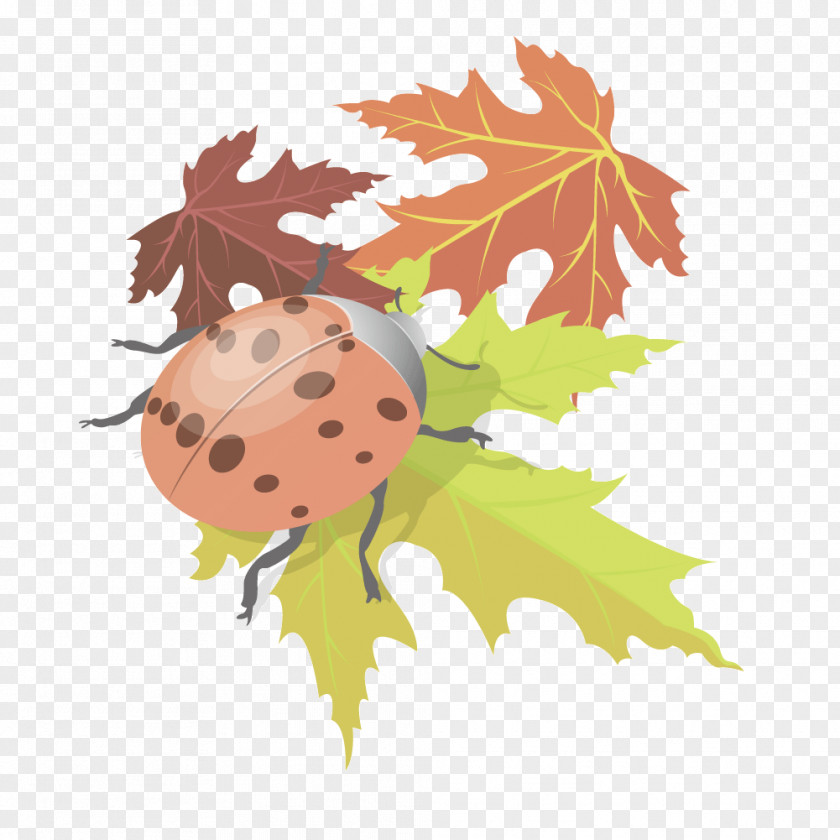 Vector Maple Leaf Beetle Clip Art PNG