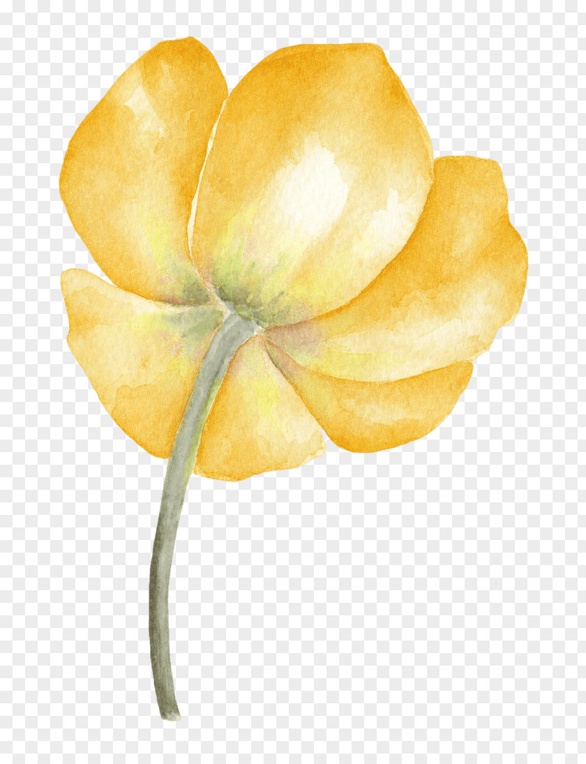 Buyer Watercolor Image Painting Flower PNG