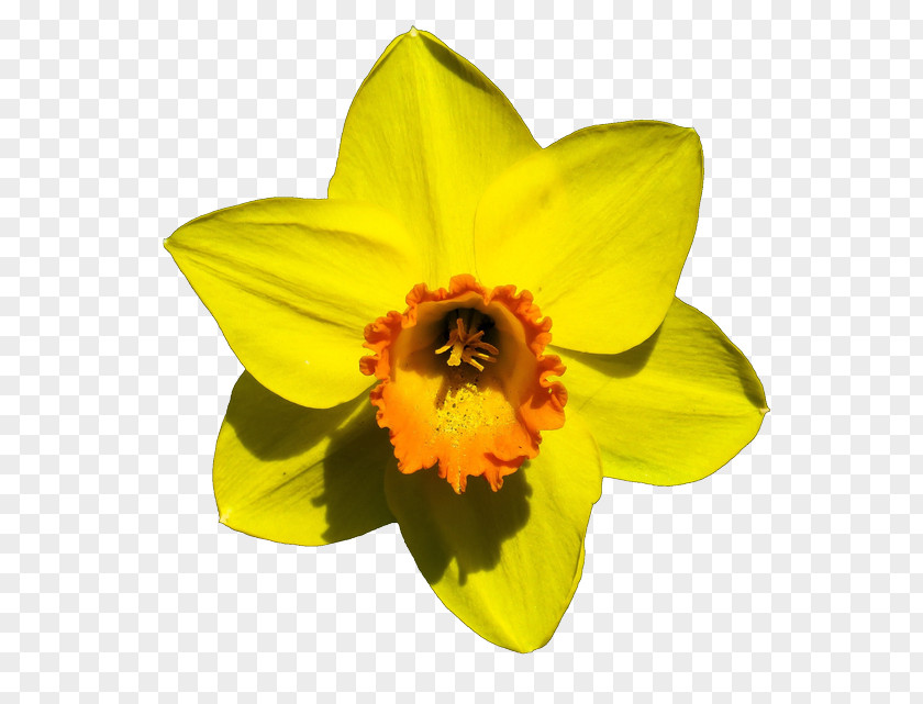 Flower Narcissus Pseudonarcissus Bulb PNG