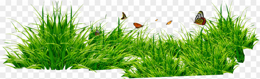 Grass Patch With Insects PNG Insects, green plant clipart PNG