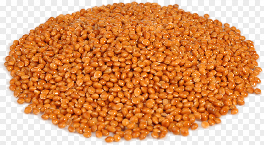 Lentils Proso Millet Cereal Fodder Echinochloa Esculenta PNG