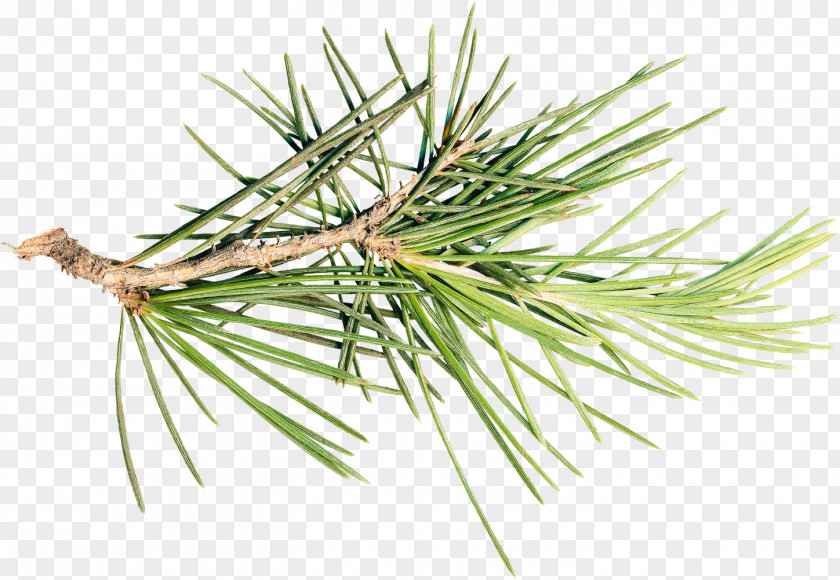 Pine Cone Spruce Fir Tree Branch PNG