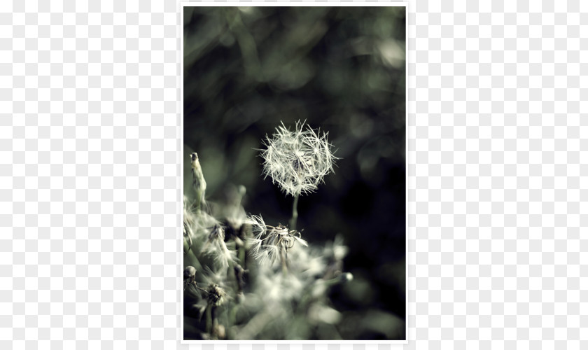 Dandelion Close-up Stock Photography Flower Plant PNG