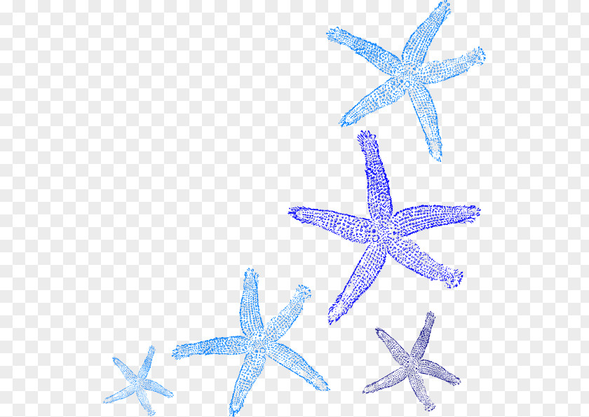 Decorative Paintings Coral Common Starfish Clip Art PNG